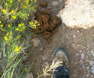 Bear scat, photo courtesy of Nunya.